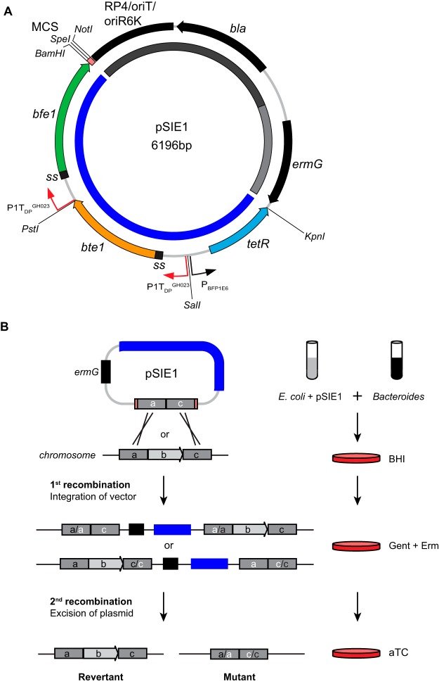 FIG 2