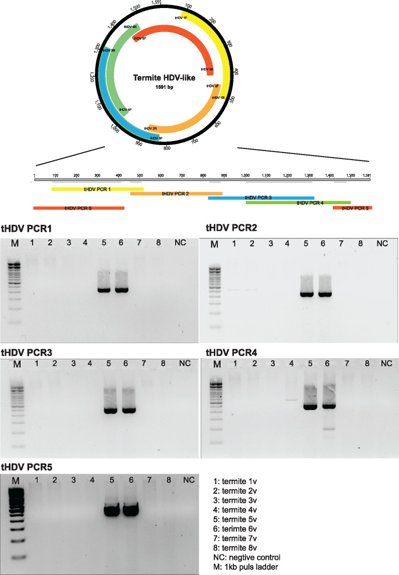 Figure 5.