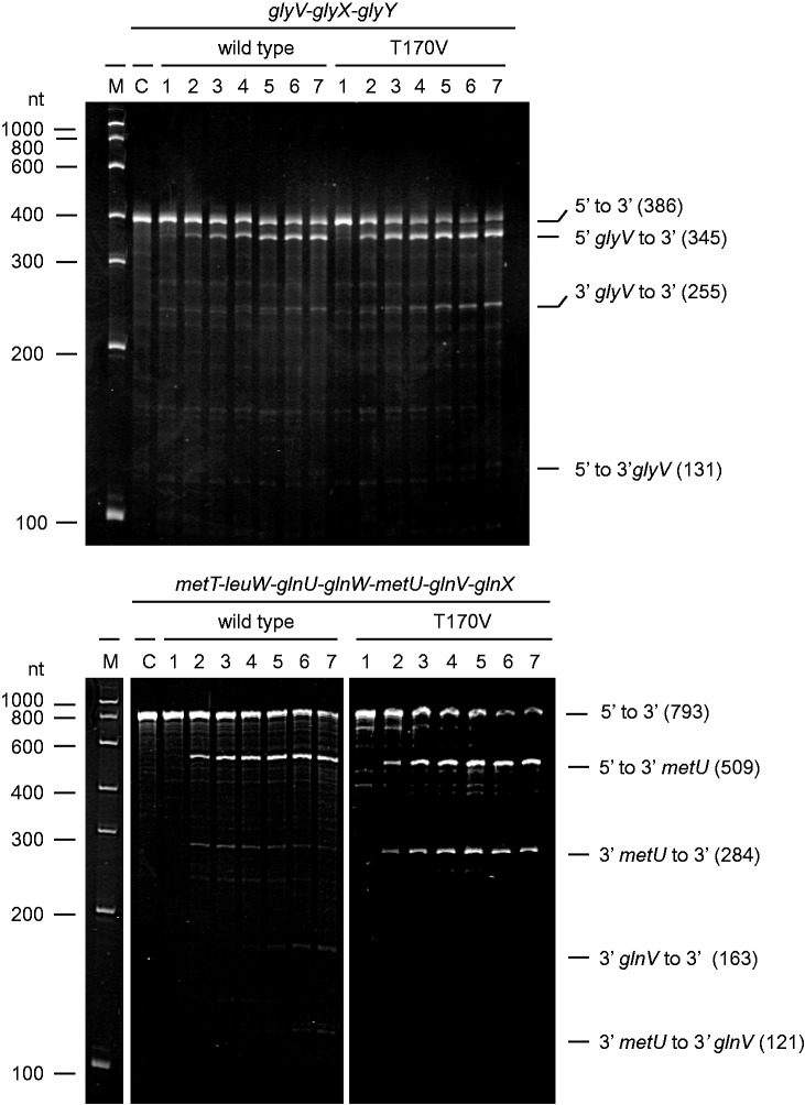 Figure 7.