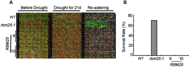 FIGURE 3