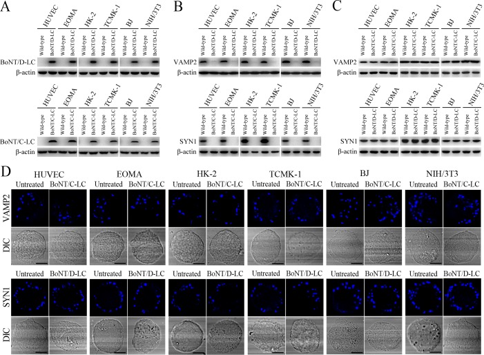 Figure 5—figure supplement 2.