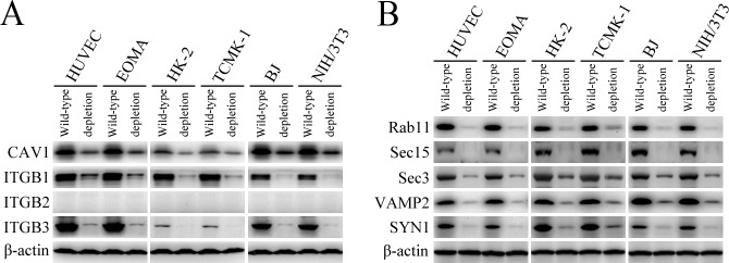 Figure 1—figure supplement 1.