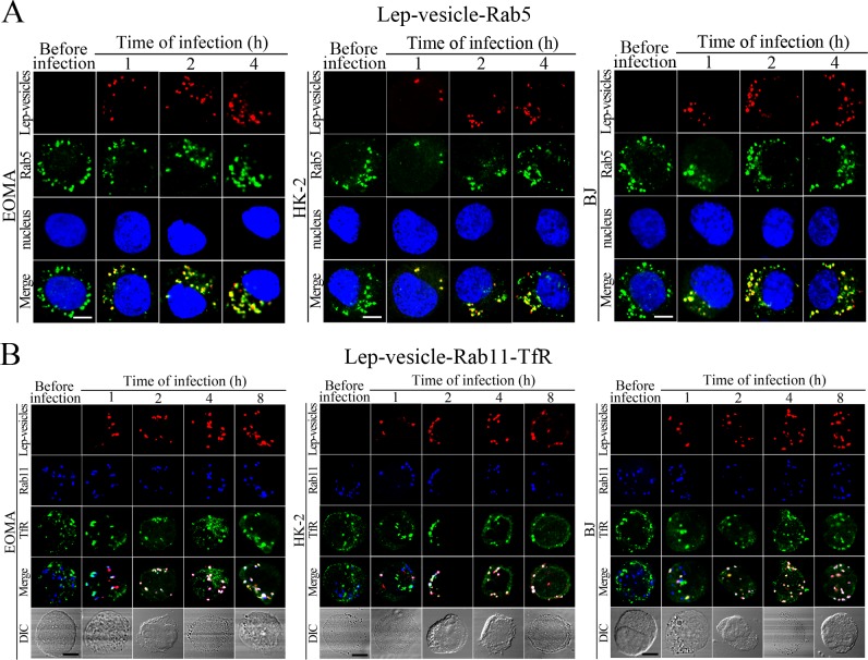 Figure 3—figure supplement 1.