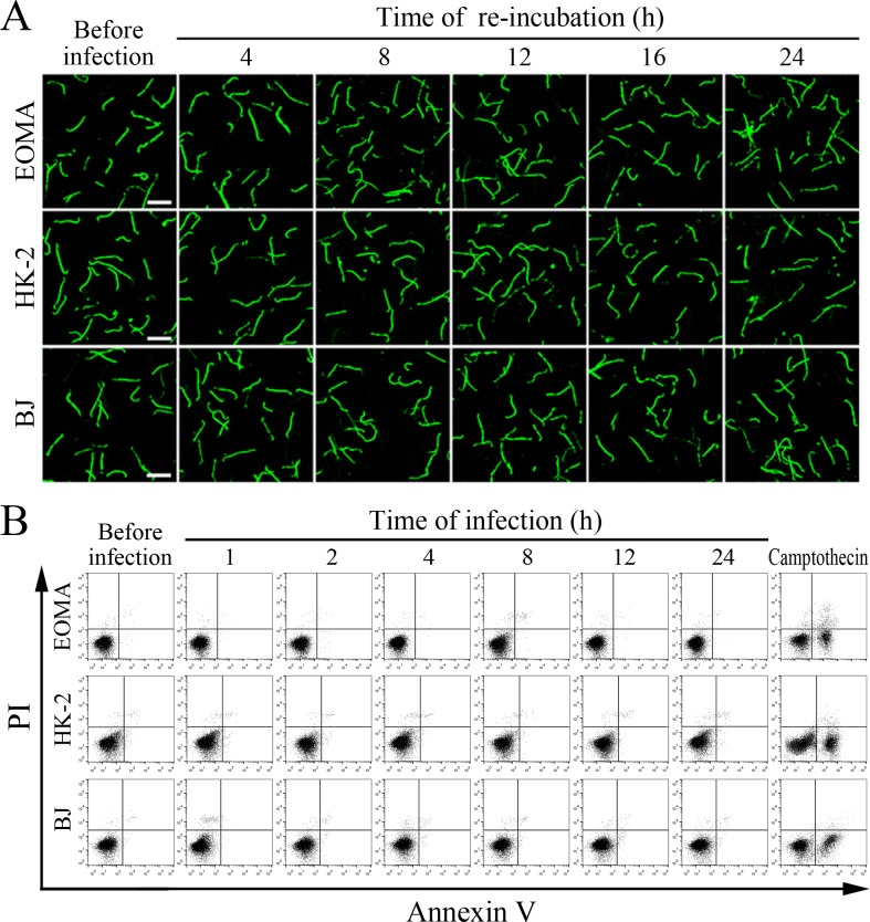 Figure 7—figure supplement 1.