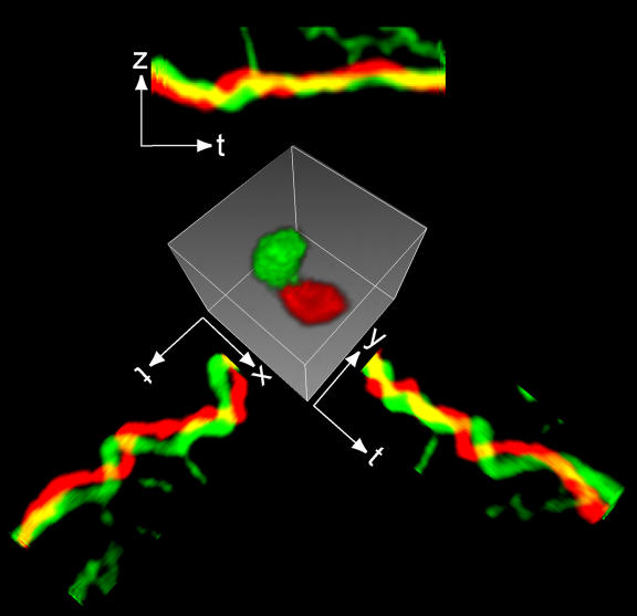 Two-photon microscopy reveals the three-dimensional dynamics of B cell (red) and T cell (green) conjugate within lymph tissue in real time