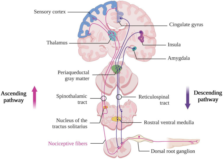 FIGURE 2