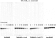 Figure 5—figure supplement 1.