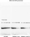 Figure 5—figure supplement 2.