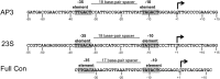 Figure 1—figure supplement 1.