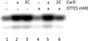 Figure 4—figure supplement 1.