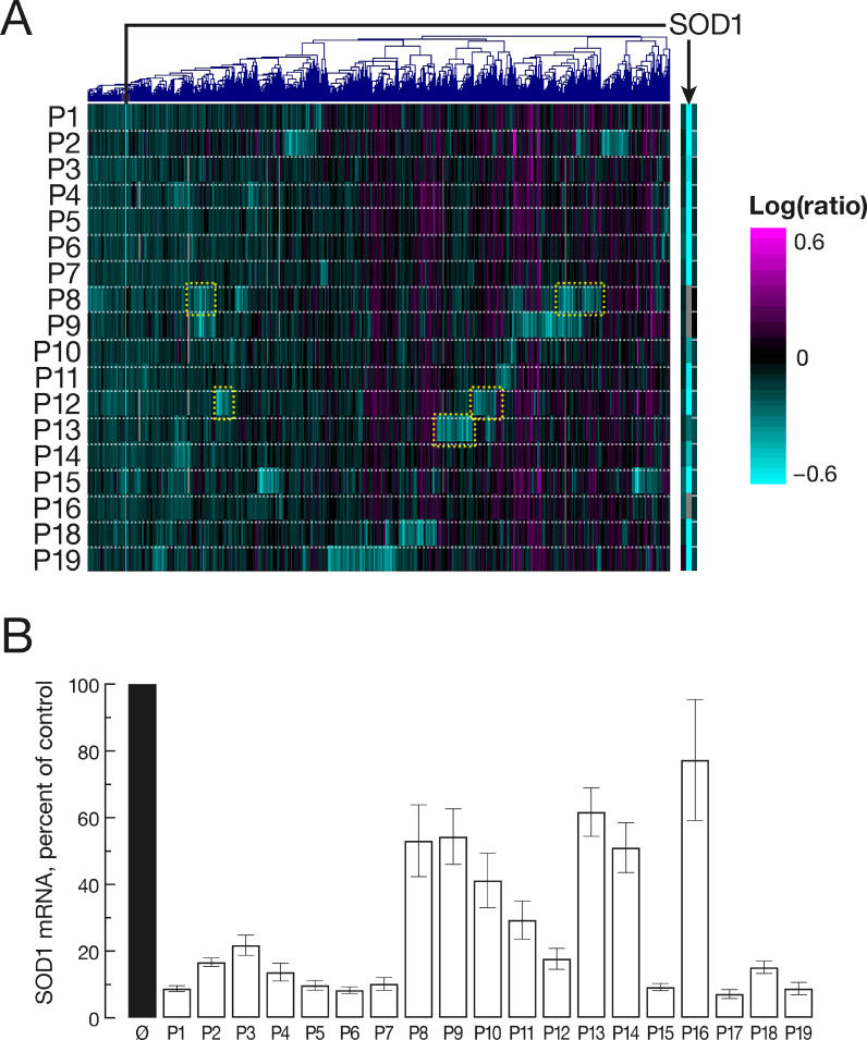 Designing siRNA That Distinguish between Genes That Differ by a Single ...