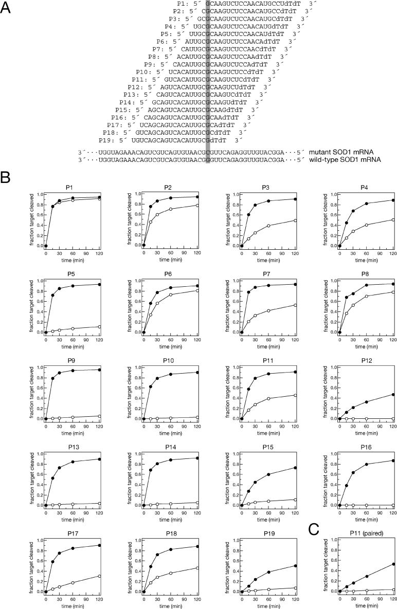 Designing siRNA That Distinguish between Genes That Differ by a Single ...