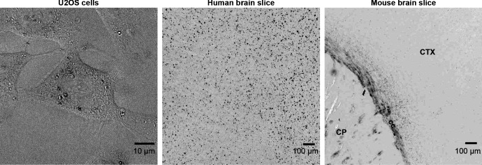 Figure 2—figure supplement 1.