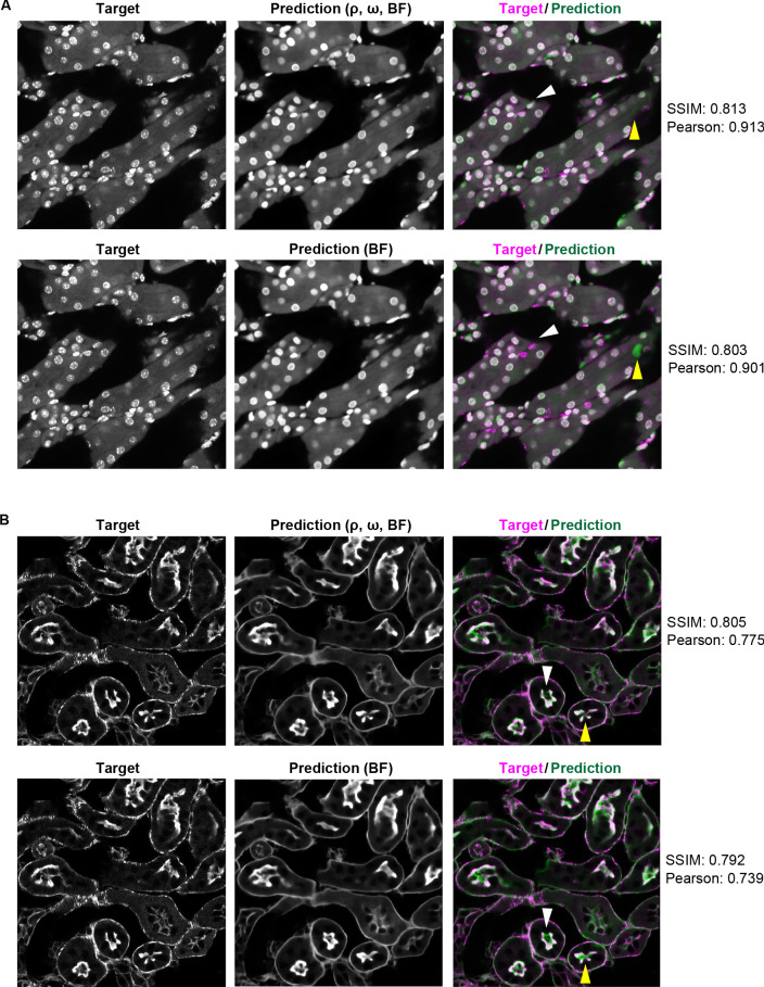 Figure 4—figure supplement 1.