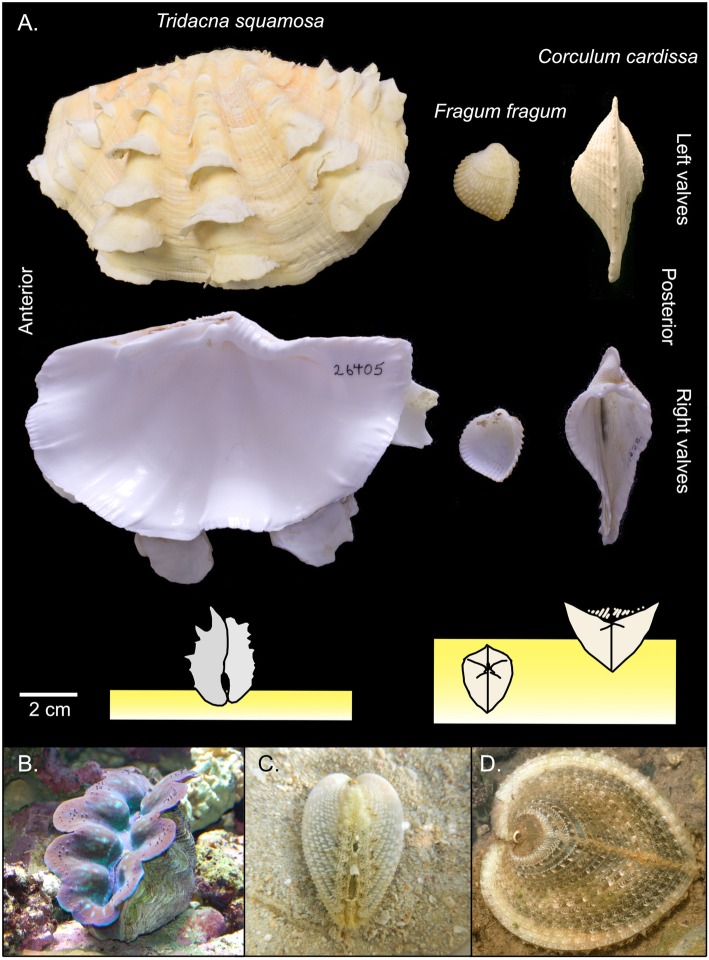 Fig. 1