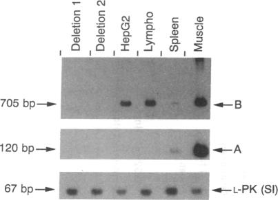 graphic file with name pnas01090-0229-a.jpg