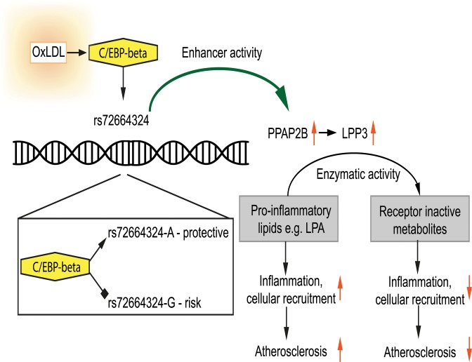 Fig 10