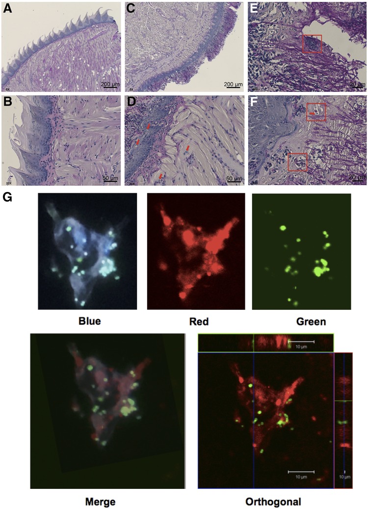 FIG 3