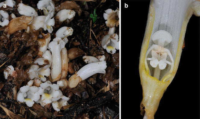 Fig. 2