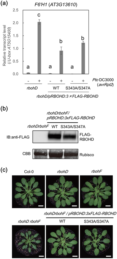 Figure 6.