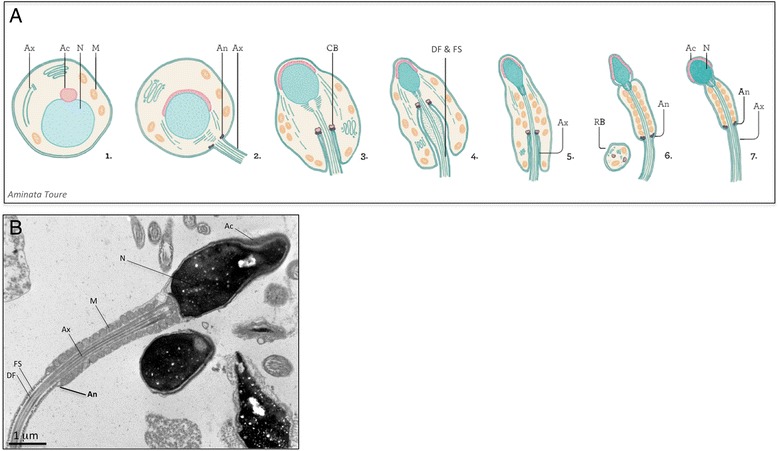 Fig. 1