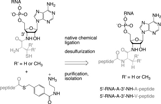 Scheme 2