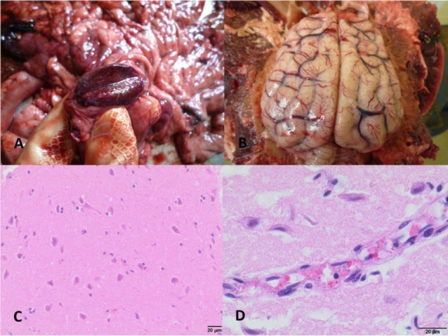 Fig. 4