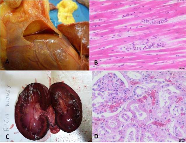 Fig. 2