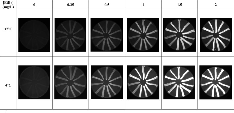 Fig. (4)