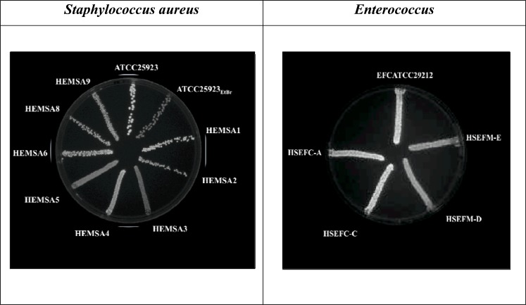 Fig. (3)