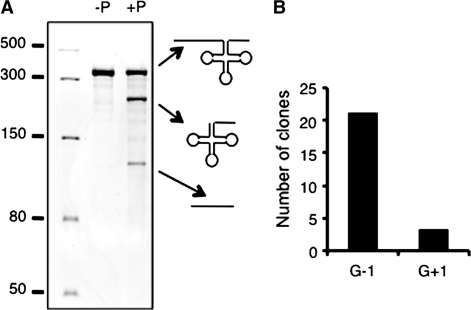 Figure 5.