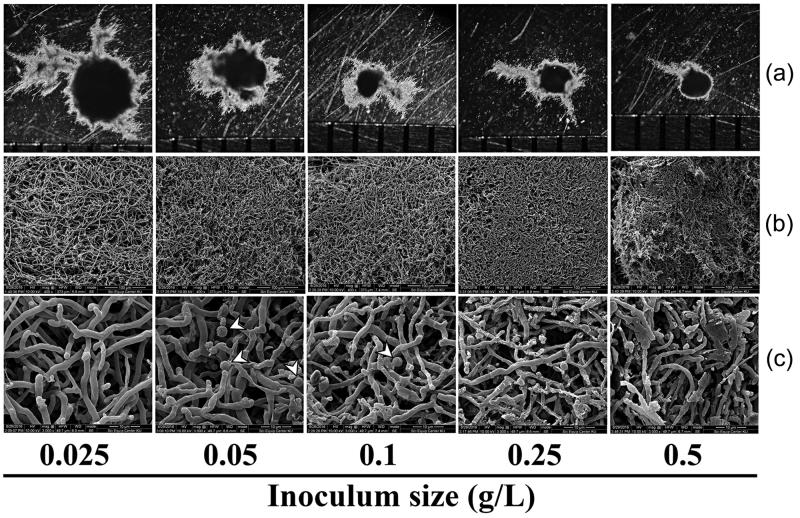 Figure 6.