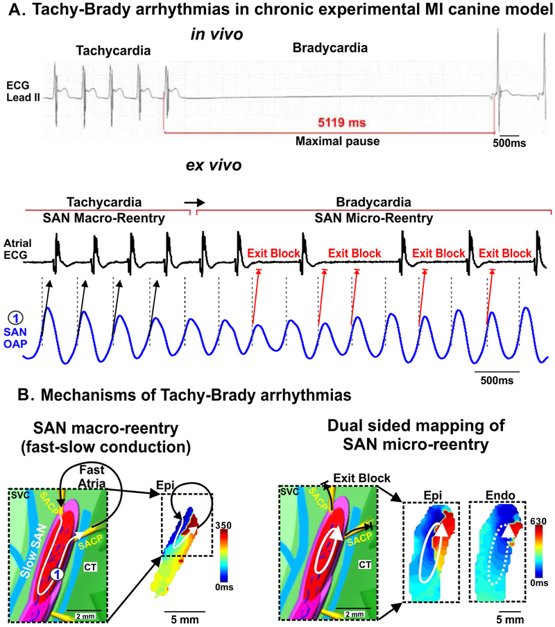 Figure 4: