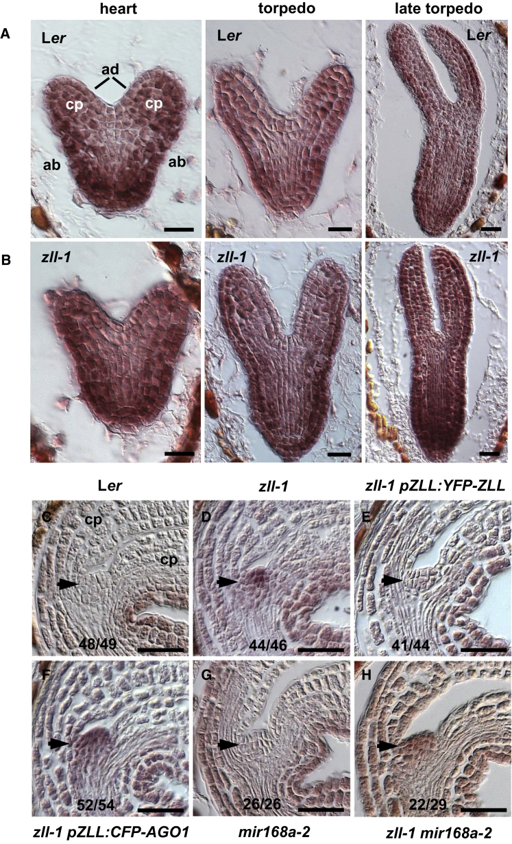 Figure 5