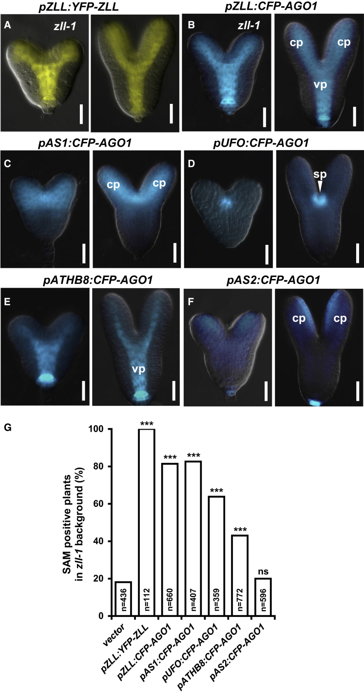 Figure 3