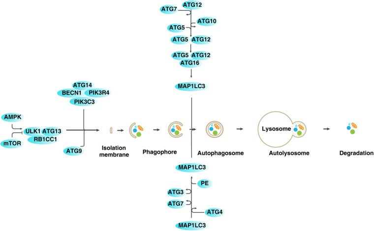 FIGURE 1