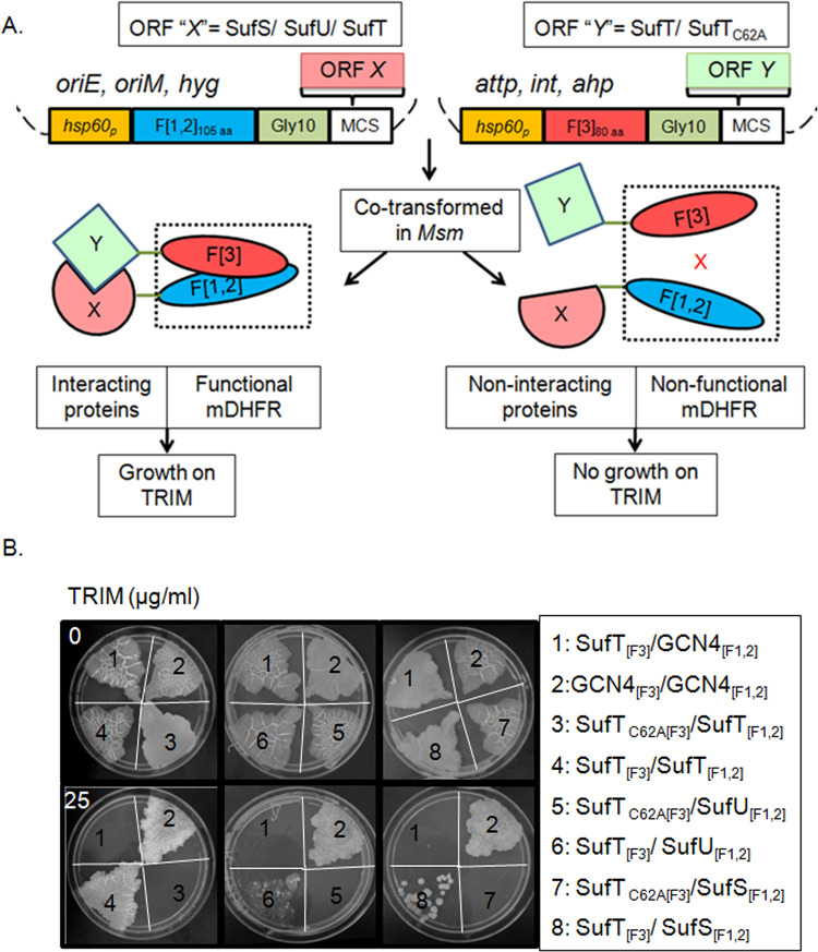 Fig 2