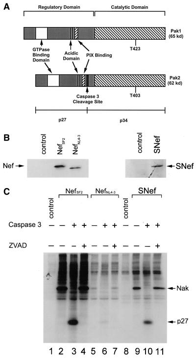 FIG. 1