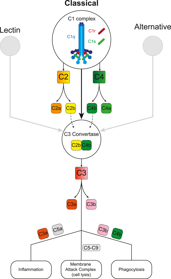 Figure 1