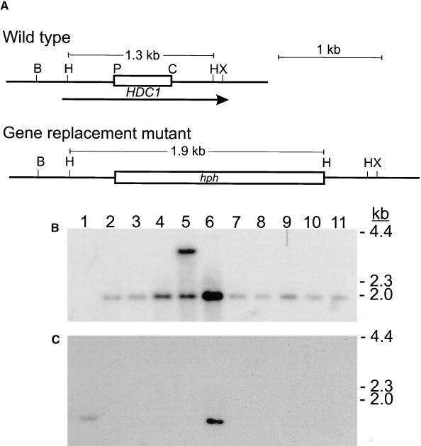 Figure 2.