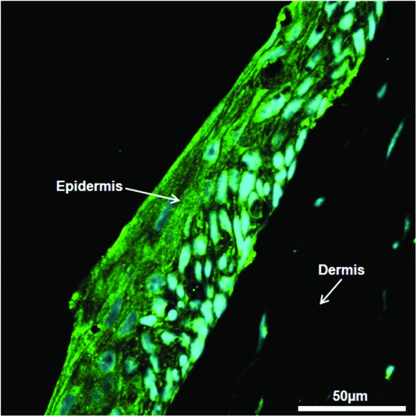 FIG. 8.