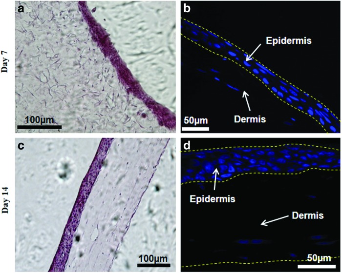 FIG. 7.