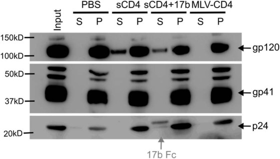 Extended Data Fig. 1