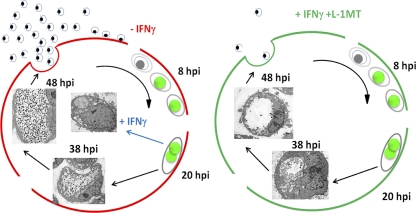 Fig. 13.