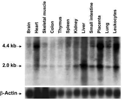 Figure  5. 