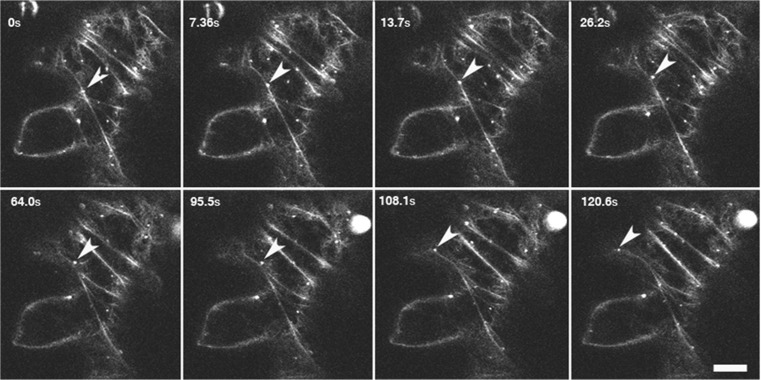 Fig. 8