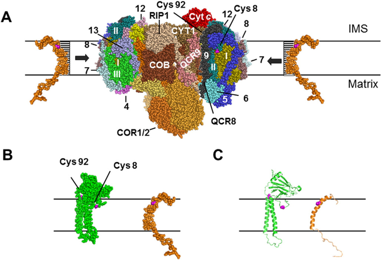 Fig. 7.