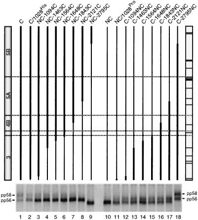 FIG. 6