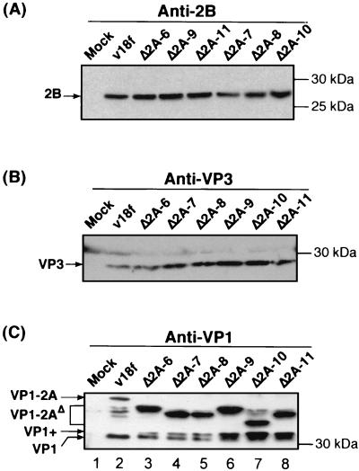 FIG. 4.