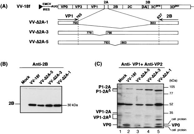 FIG. 7.